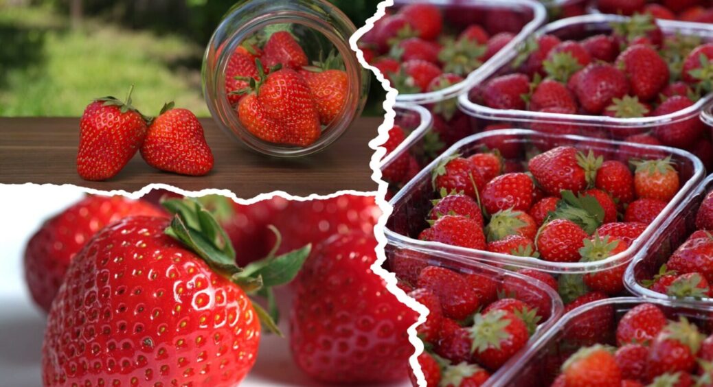 Полуниця вродить на максимум в 2026-му: що зробити з її ягідними кущами після плодоношення 