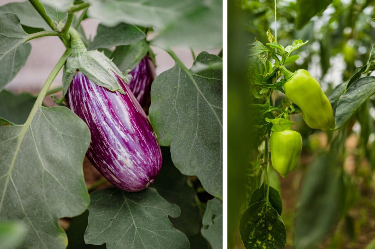 Агроном розповів, як вберегти перець та баклажани від сонця без укриття