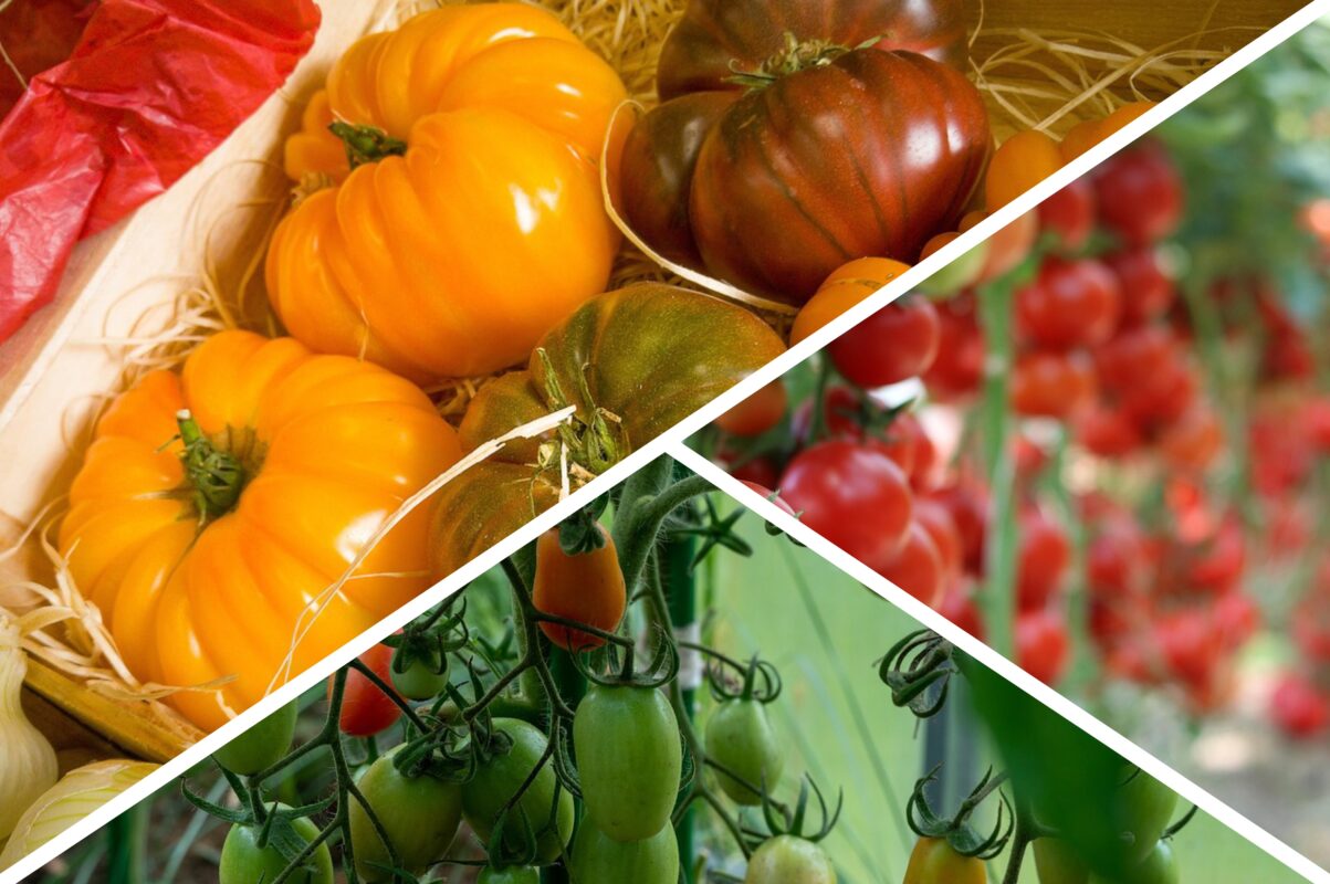 Городники розповіли, чим підживити помідори прямо зараз – найкраще добриво