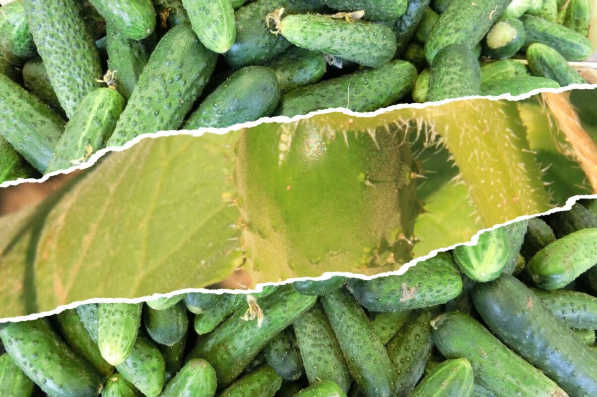 Експерт розповів, як стимулювати активне плодоношення у огірків