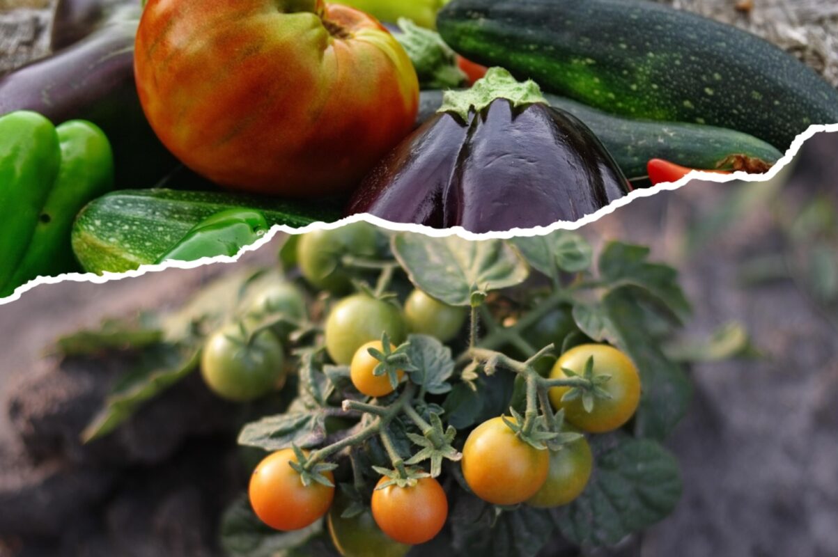 Городники розсекретили ефективне добриво для томатів – рецепт настою з гірчиці