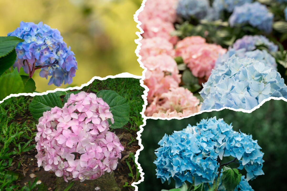Садівники розсекретили, як продовжити цвітіння гортензії на тривалий період
