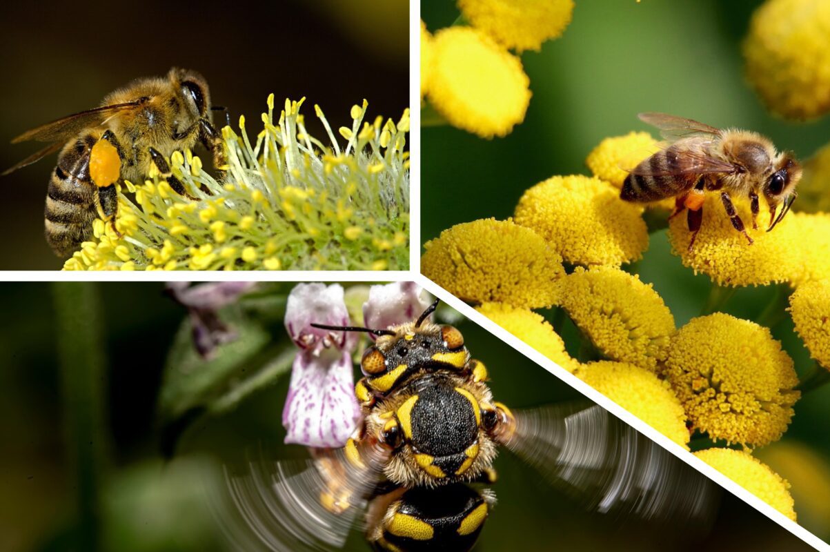 Садівники розповіли, як заманити бджіл на ділянку для щедрого врожаю