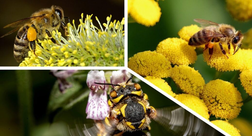 Багато бджіл = великий врожай: 1 проста дія, як заманити корисних комах на ділянку в 2025-му 