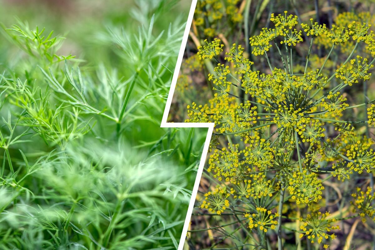 Городники розсекретили найкраще літнє підживлення для кропу