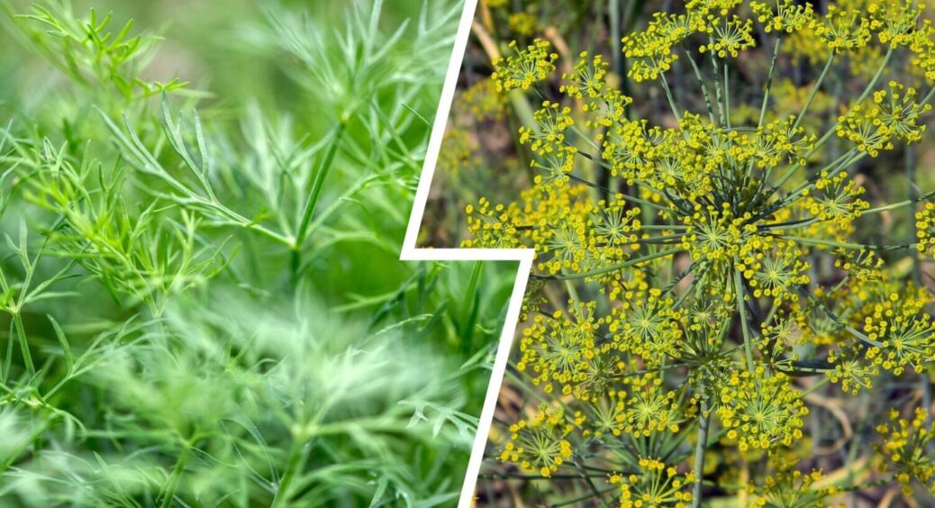 Бюджетно, просто й ефективно: чим полити кріп в червні 2025 для щедрого врожаю 