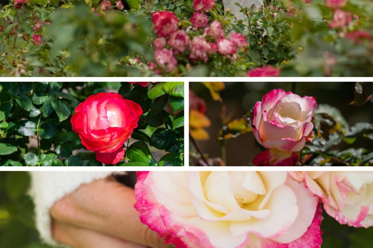 Садівники розповіли, яке підживлення потрібне для троянд в червні 2025