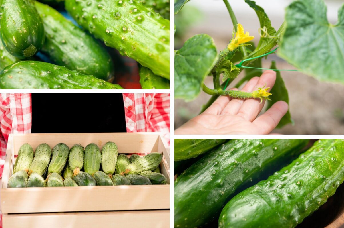 Як подовжити термін плодоношення огірків до жовтня
