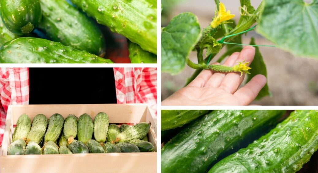 Огірки на Конотопщині збирають відрами не лише у серпні, але й у вересні – є 1 таємна методика 