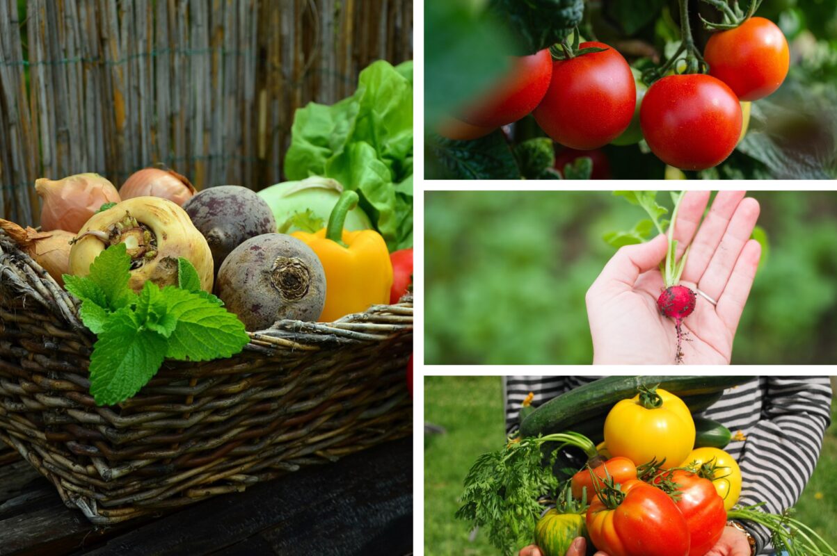 Городники назвали список культур, які можна посадити в червні 2025