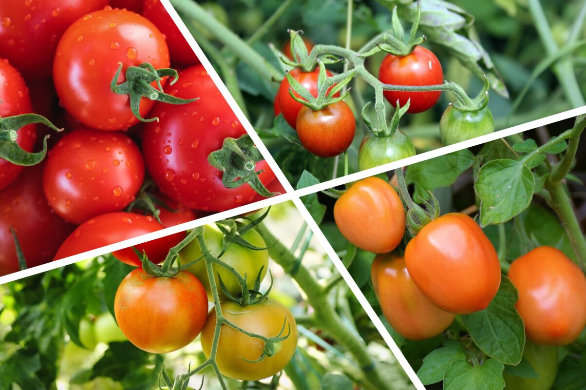 Дачники назвали два найкращих добрива для помідорів у 2025-му