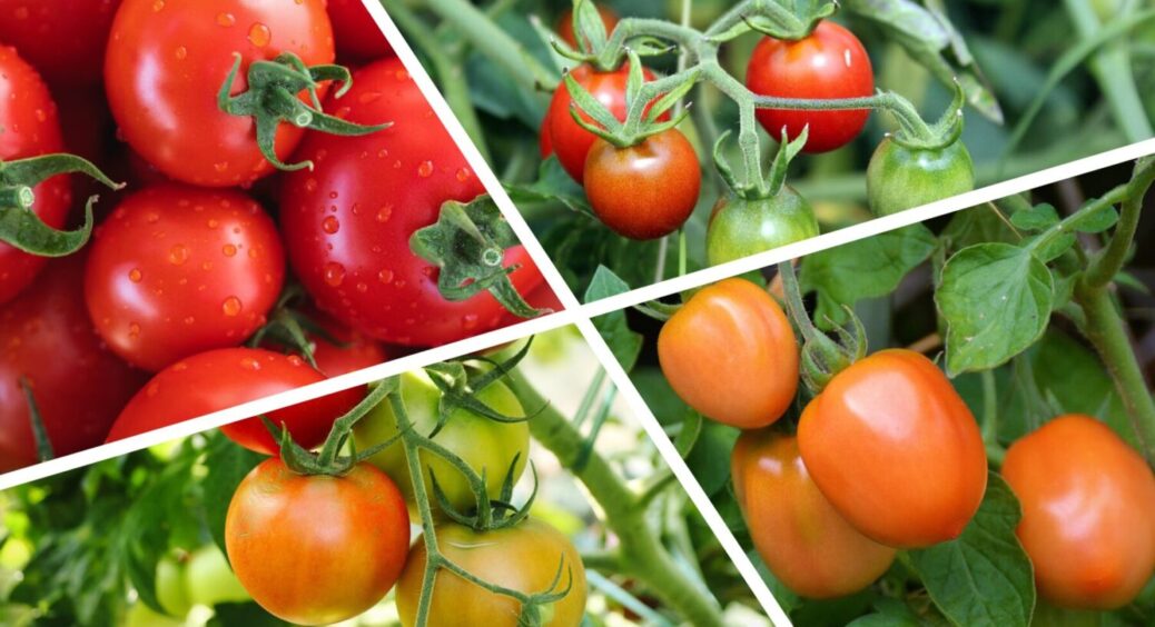 Мені цей прийом показали на Київщині, а я розповідаю всім: 2 добрива для помідорів-рекордсменів 