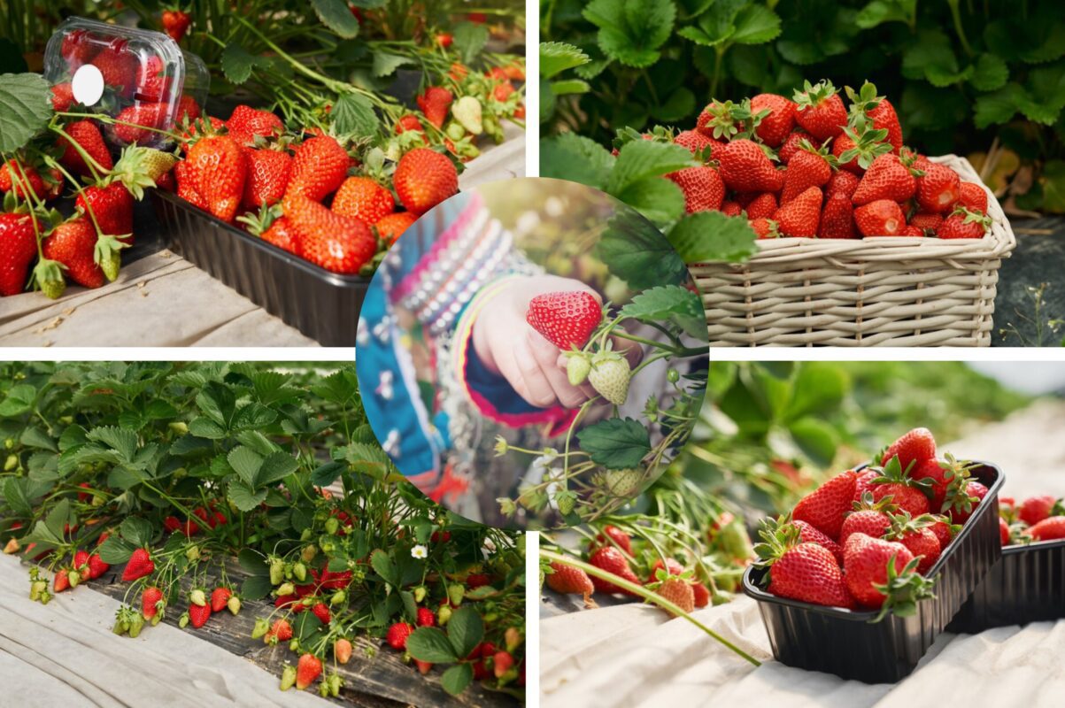 Садівники розсекретили, що зробити з полуницею, щоб вона виросла гігантською