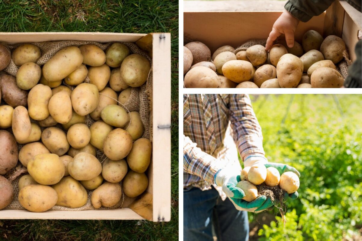 Дачники розповіли, які рослини не можна садити поруч із картоплею
