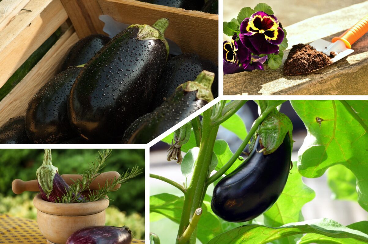 Господиня розповіла, як підживлювати баклажани яєчною шкаралупою