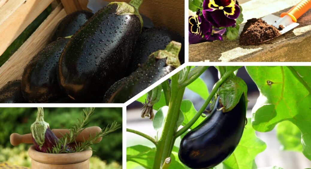 На Одещині тестують новий метод підживлення баклажанів – дає приріст плодів за 3 дні 