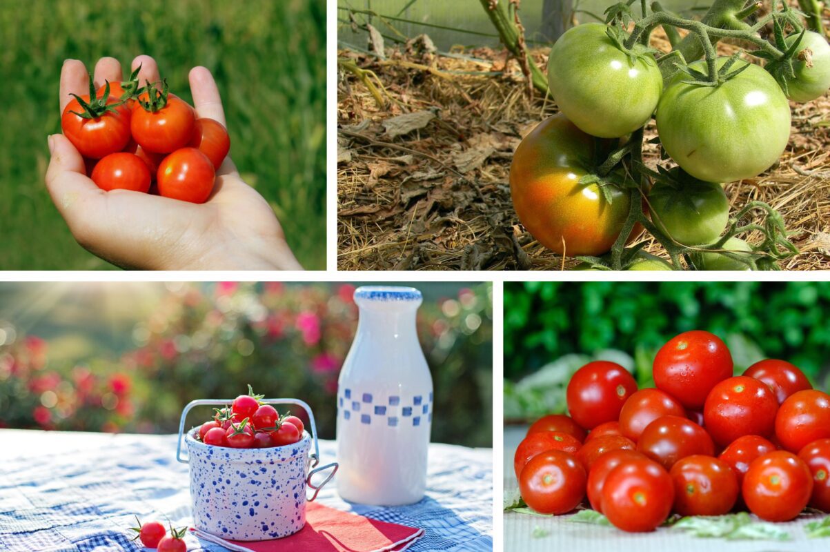 Агрономи назвали сорти томатів, які витримують і холод, і спеку