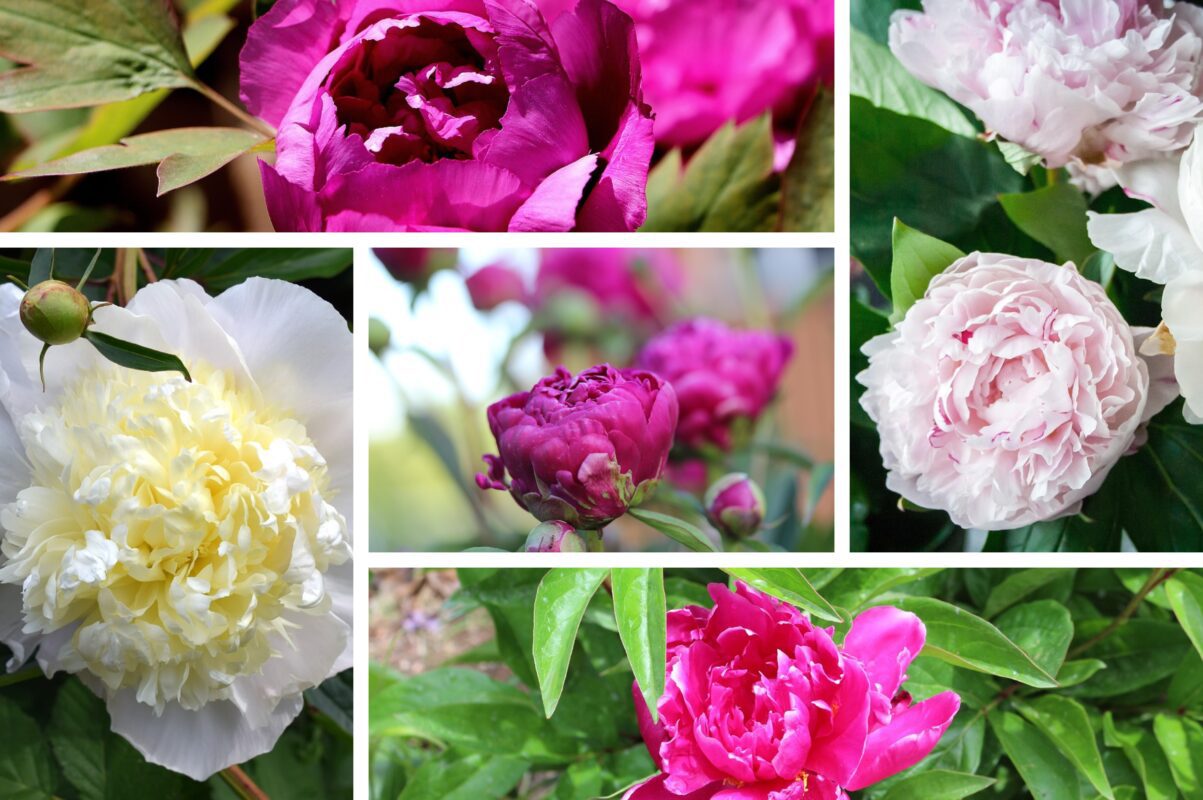 Садівники розсекретили найкраще добриво для півоній – зацвіте пишно й рясно