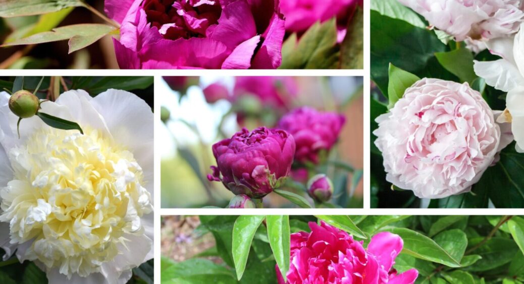 Зацвіте на весь сад – без перебільшень: поливаю цим півонії 4 рік поспіль – аромат заворожує 