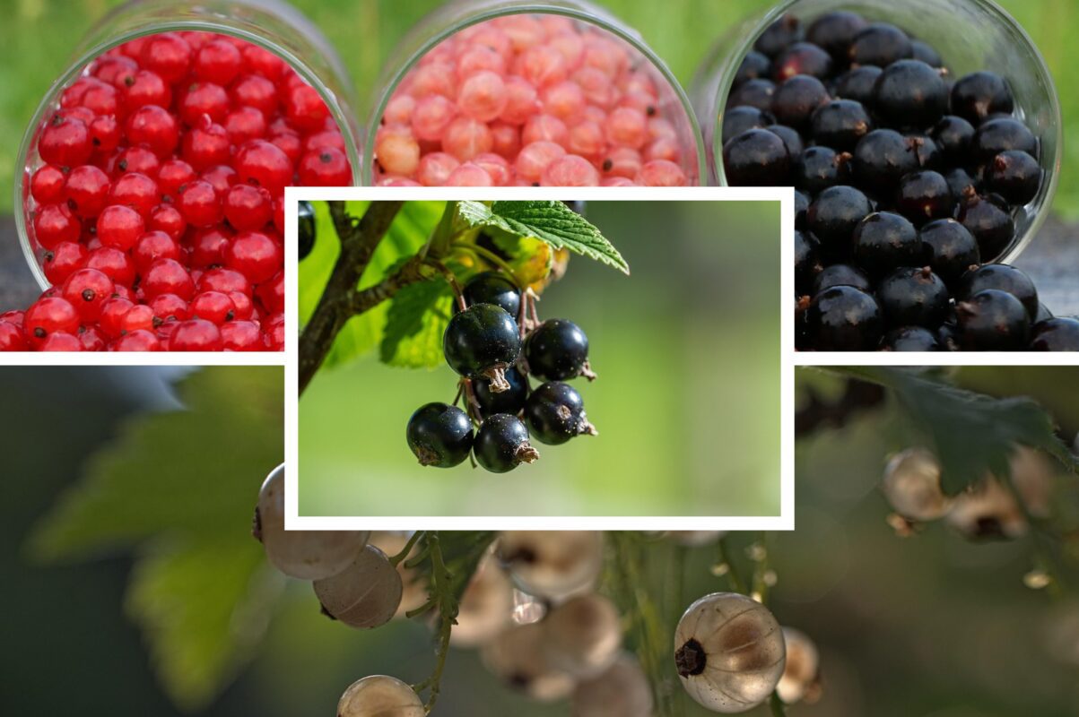 Садівники розповіли, які рослини не можна садити поруч із смородиною