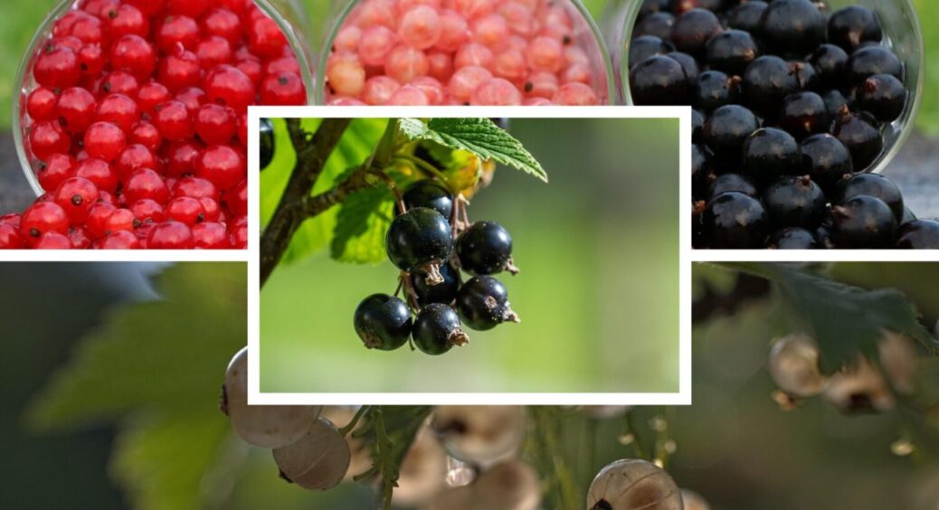 Ці 7 рослин – і врожаю смородини немає: що не можна садити біля цих ягідних кущів у 2025-му 