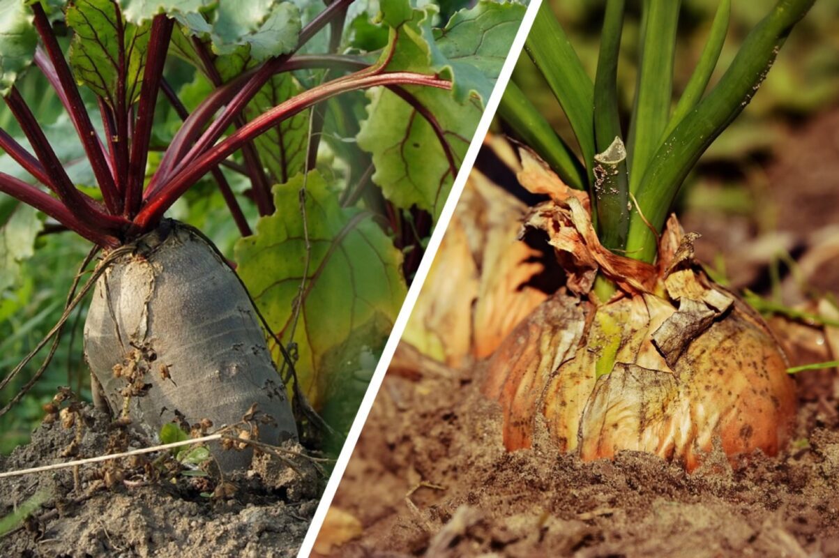Городники розповіли, як сівозміна впливає на врожайність культур