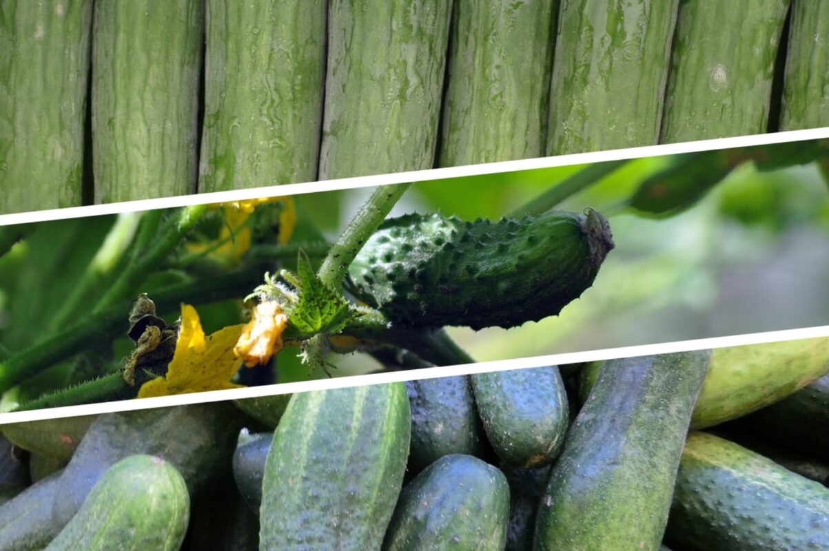 Городники розповіли, що треба зробити з огірками, якщо вони не зійшли на грядці