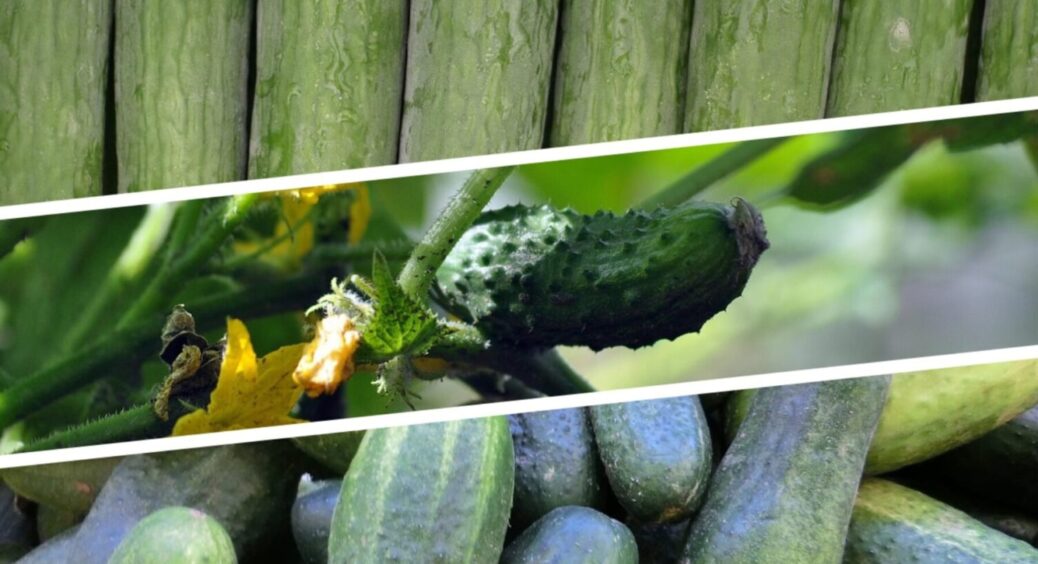 Огірки не зійшли – не біда: що зробити з “зелененькими” на Волині, щоб зібрати рекордний врожай 