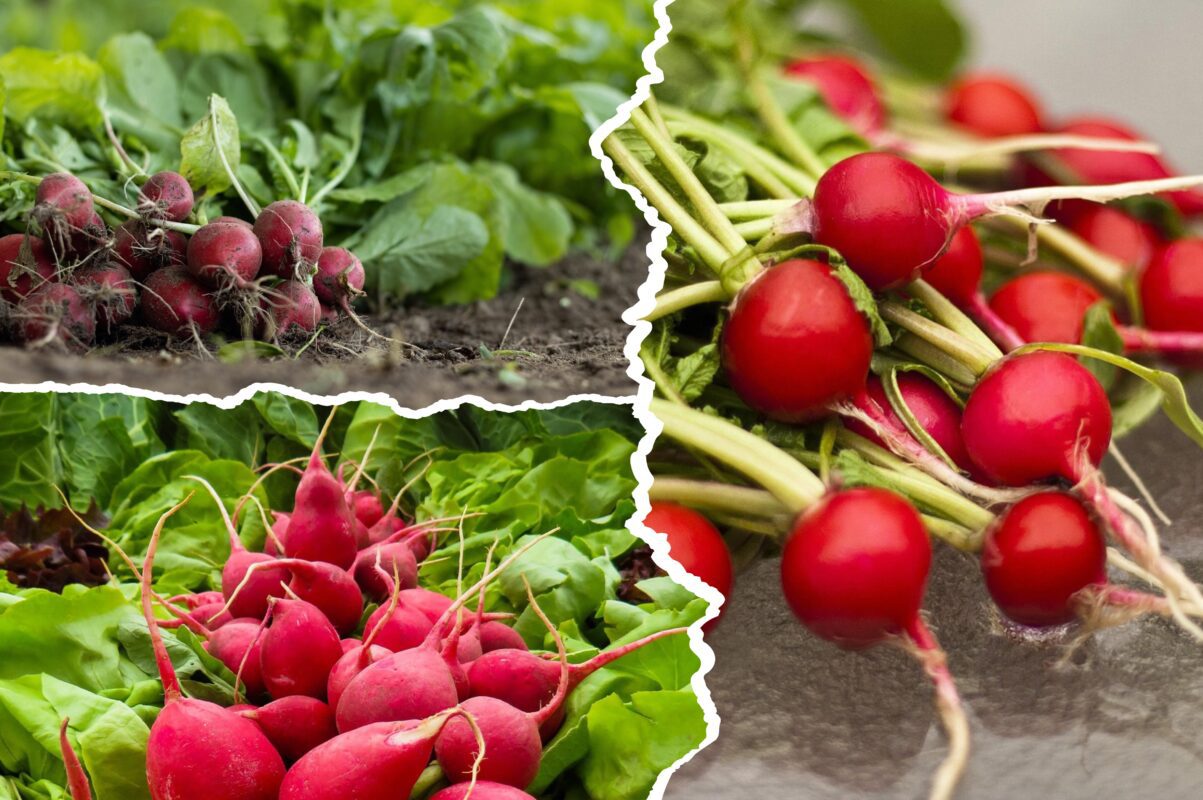 Дачники розповіли, що треба зробити, щоб редиска не гірчила