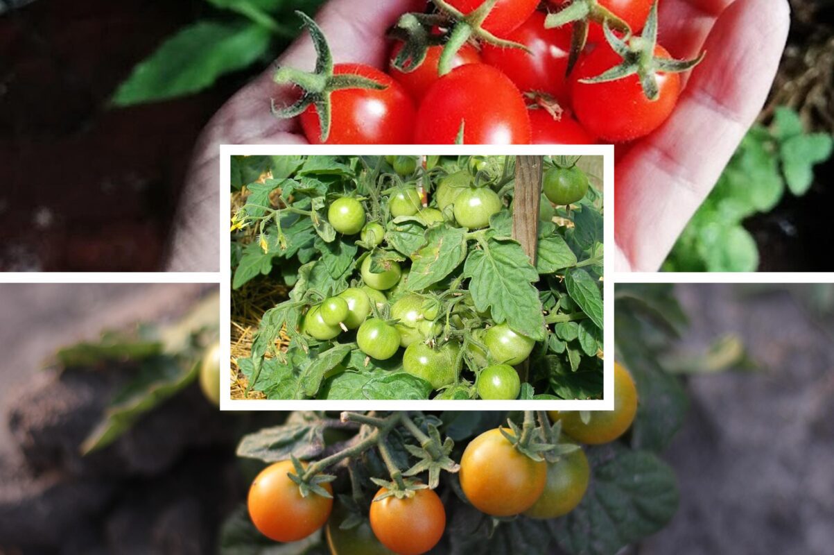 Городники розповіли, чим підживити томати в червні, щоб збільшити врожай вдвічі
