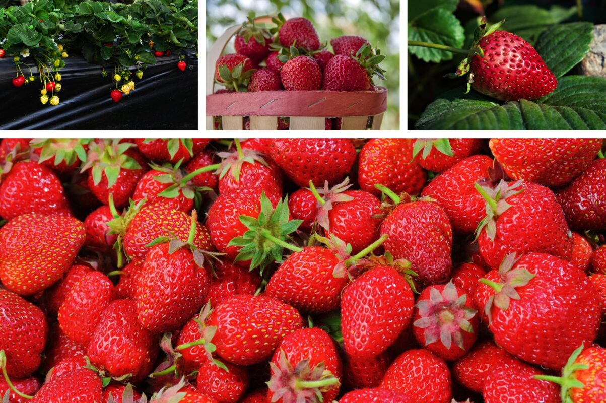 Садівники пояснили, який полив полуниці може призвести до втрати 70% урожаю