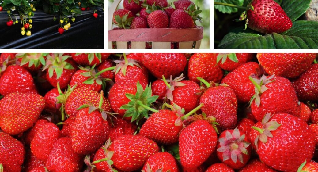 80% садівників роблять ЦЕ неправильно: 5 причин, чому полуниця стає дрібнішою з кожним роком 