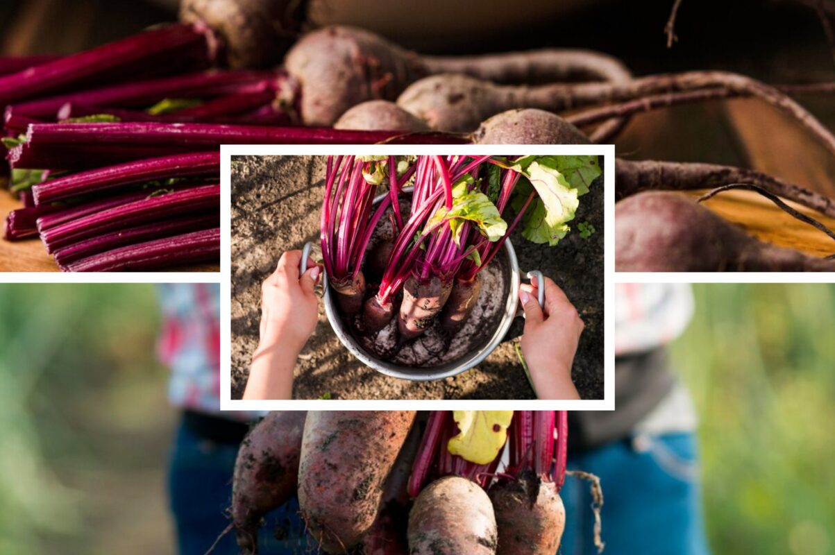 Городники розповіли, чим полити грядку з буряком, щоб овоч виріс солодким