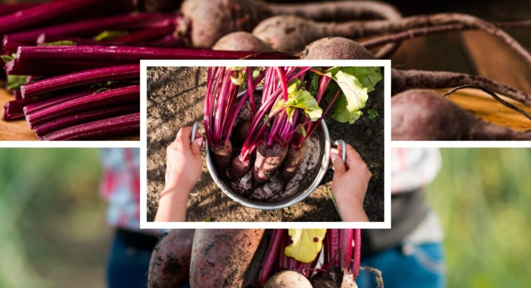 1 ложка на відро води: буряк виросте великим і супер солодким – чим його полити влітку 2025 