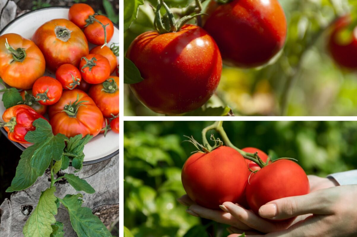 Дачники розсекретили, що покласти до лунки під час посадки помідорів