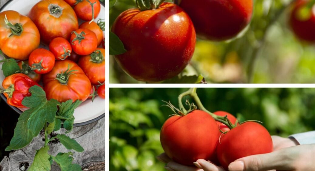 З 2005 року і досі сію лише їх: 5 сортів надранніх томатів, які дають врожай вже у червні 