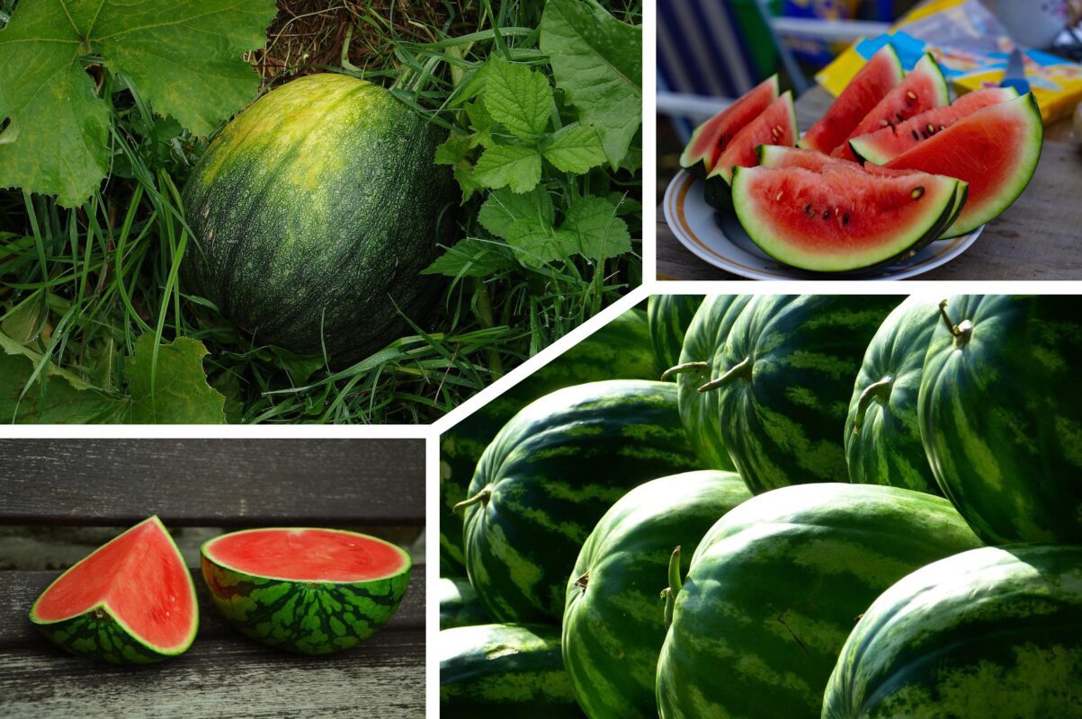 Садівники назвали найсолодші ранні сорти кавунів для посадки в 2025-му