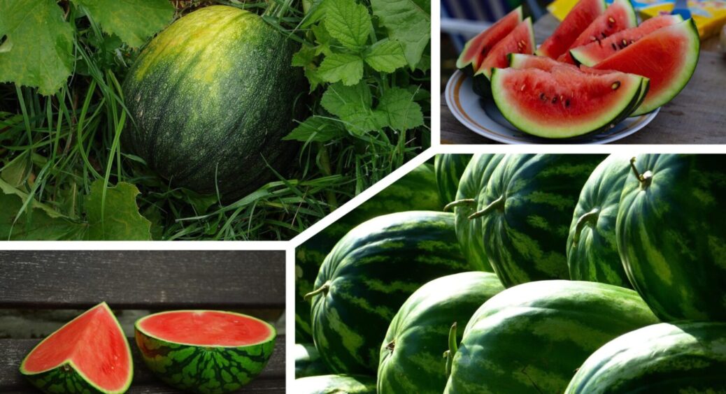 Кавуни з грядки смакують в 100 разів більше: 3 найсолодші сорти, які мають бути у вас на городі 