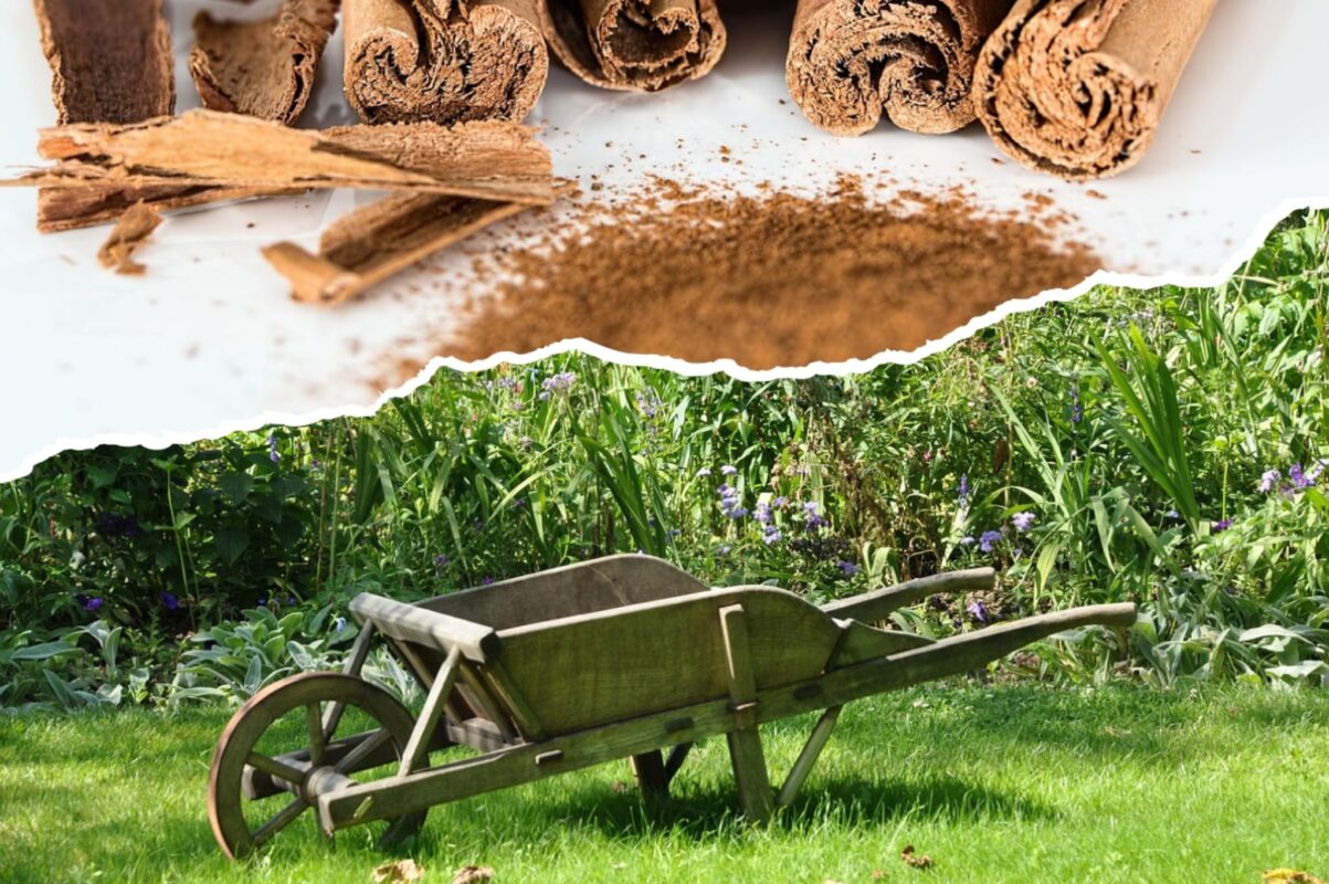 Городники розповіли, навіщо треба посипати весь сад корицею у червні