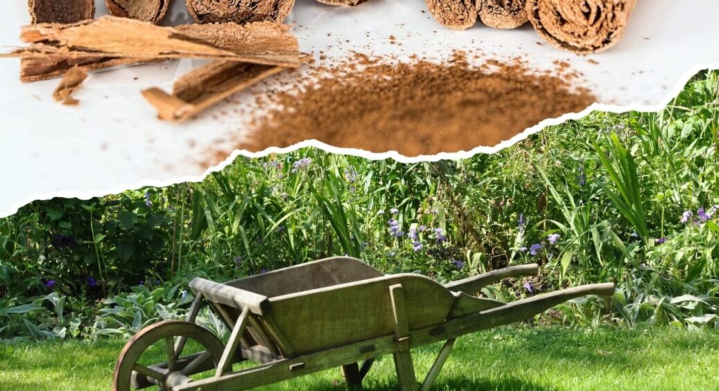 Метод 2в1 – потрібен 1 продукт з кухні: навіщо посипати сад корицею – дачники рекомендують 