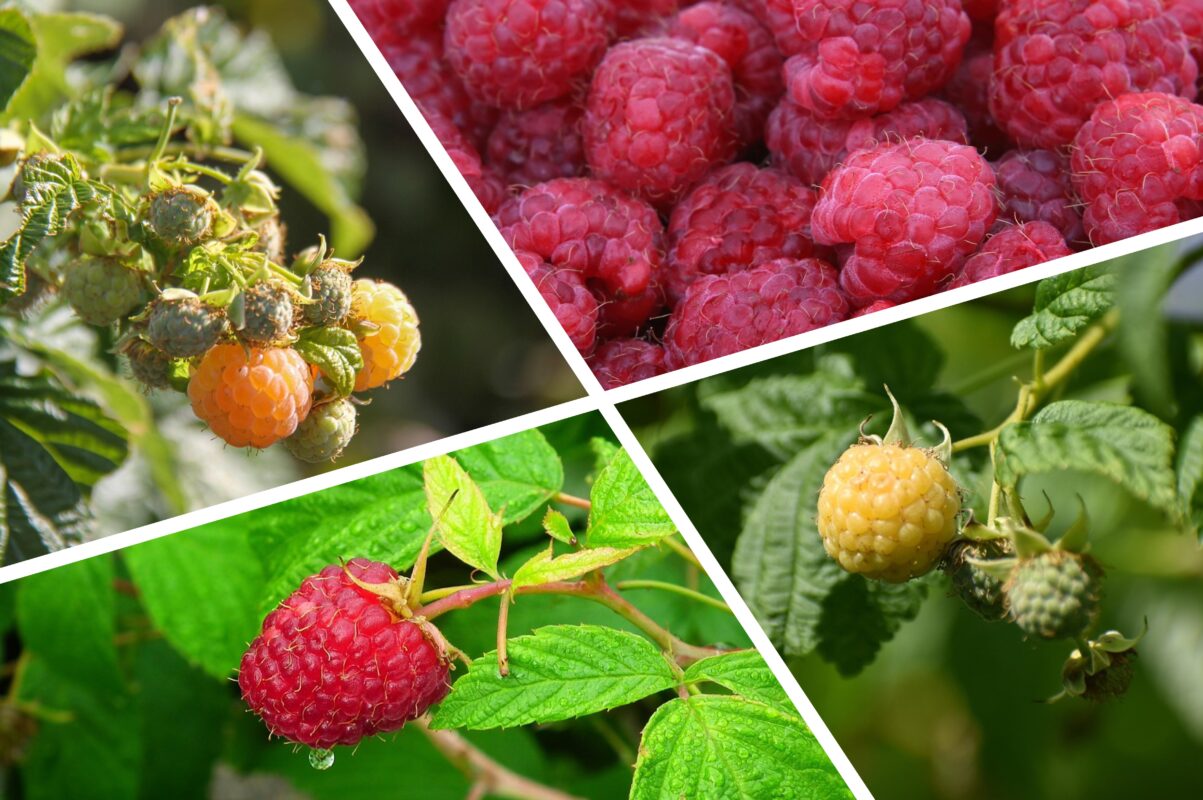 Садівники розповіли, коли і чим потрібно підкормити малину в червні 2025