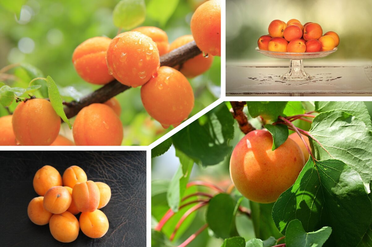 Експерт розповів, як зміцнити абрикос влітку у спеку