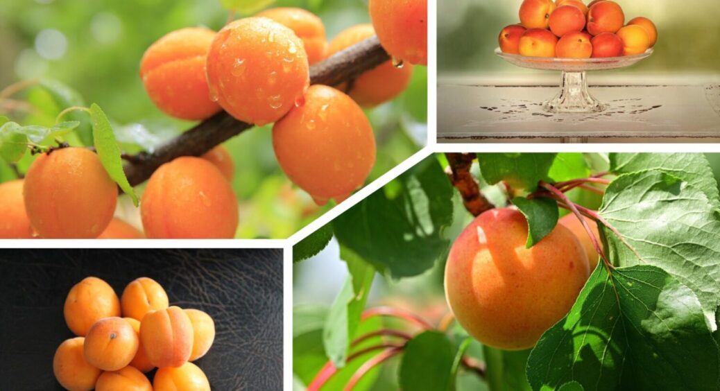 Зробіть ЦЕ до кінця червня 2025: чим полити абрикос – плоди розміром з гігантський кулак 