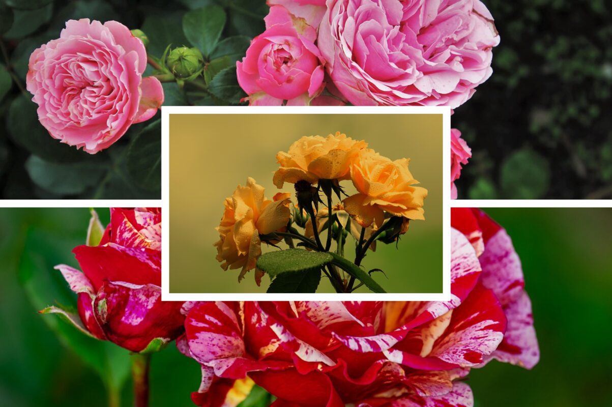 Садівники розповіли, біля яких рослин слід посадити троянди для пишного цвіту