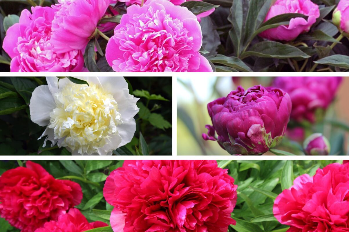 Садівники розповіли, як правильно обрізати півонії після цвітіння