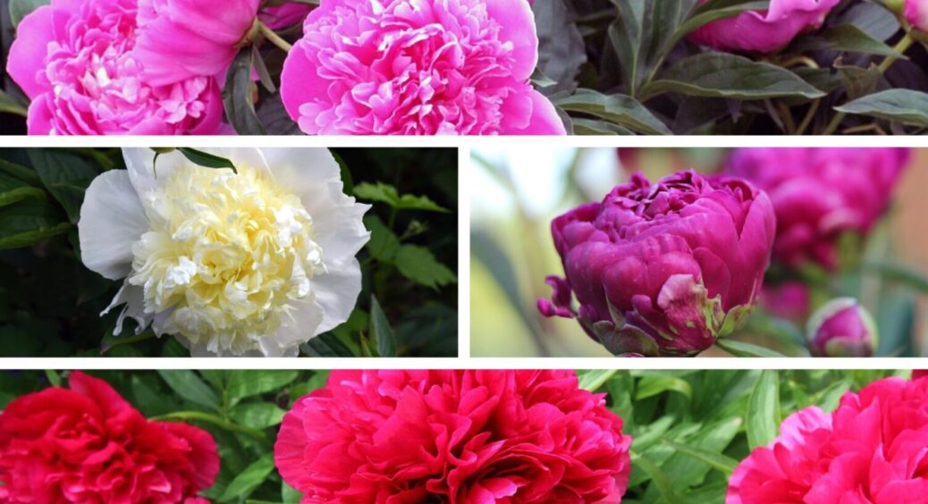 Якщо півонії відцвіли – зробіть 1 дію: як правильно їх обрізати – секрет пишних бутонів 