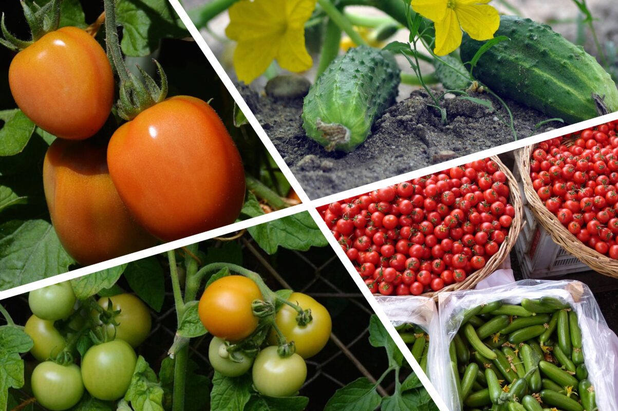 Агроном розповів, як покращити смак огірків та помідорів 
