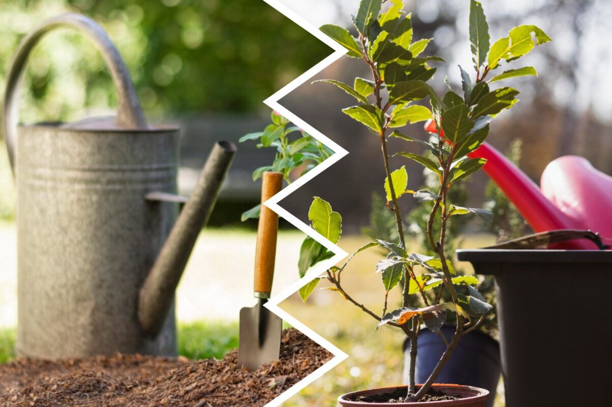 Експерти розповіли, як врятувати рослини на городі від спеки