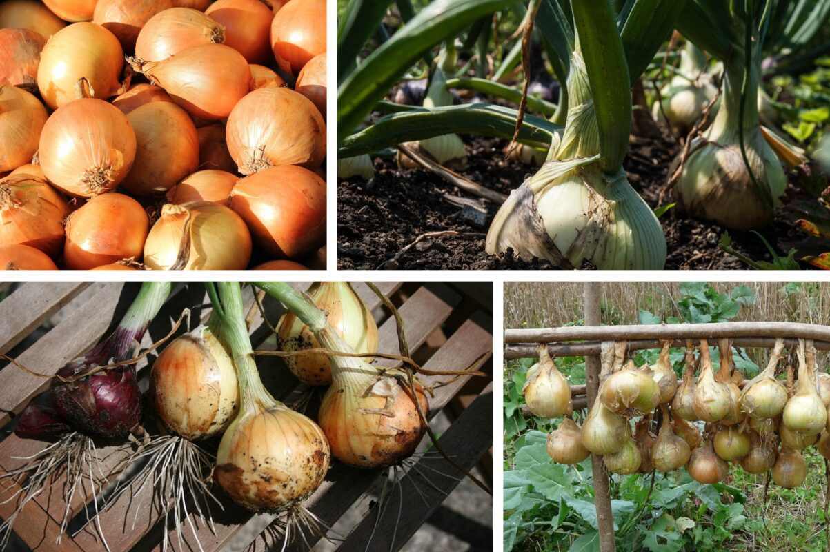 Експерт розповів, як правильно зберігати цибулю після збору врожаю