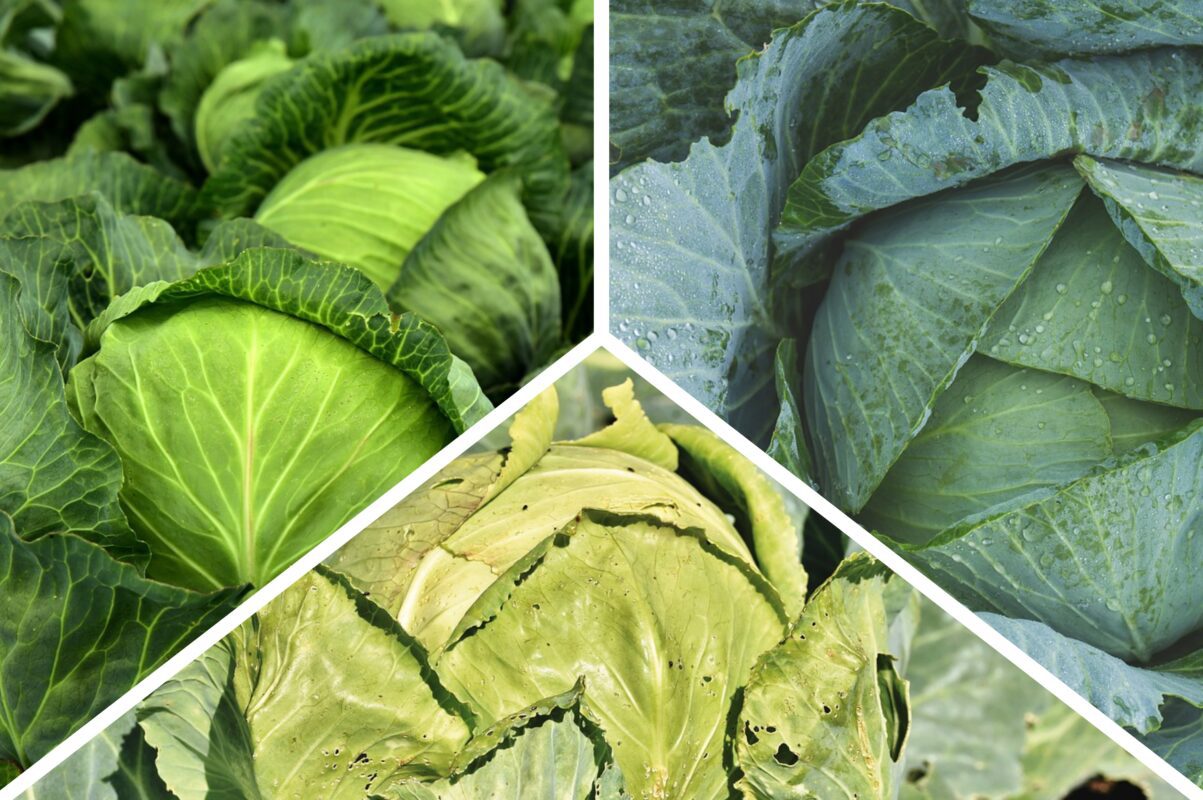 Городники розповіли, чим підживити капусту на всіх етапах її росту